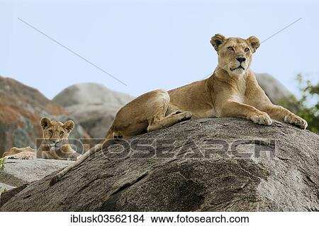 Picture - "Lioness (Panthera leo) with a lion cub on a rock, Massai Mara, Serengeti, Rift Valley province, Kenya, Africa". Fotosearch