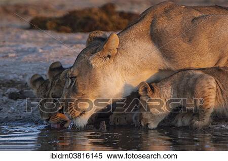"Lioness (Panthera leo) with cubs at a waterhole, Namutoni, Etosha National Park, Namibia, Africa" View Large Photo Image Stock Photography - "Lioness (Panthera leo) with cubs at a waterhole, Namutoni, Etosha National Park, Namibia, Africa". Fotosearch