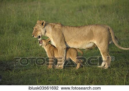 "Lioness (Panthera Leo) with her lion cub in the morning light, Massai Mara, Serengeti, Rift Valley province, Kenya, Africa" View Large Photo Image Stock Image - "Lioness (Panthera Leo) with her lion cub in the morning light, Massai Mara, Serengeti, Rift Valley province, Kenya, Africa". Fotosearch