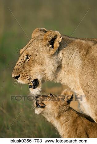 "Lioness (Panthera Leo) with her lion cub in the morning light, Massai Mara, Serengeti, Rift Valley province, Kenya, Africa" View Large Photo Image Stock Image - "Lioness (Panthera Leo) with her lion cub in the morning light, Massai Mara, Serengeti, Rift Valley province, Kenya, Africa". Fotosearch