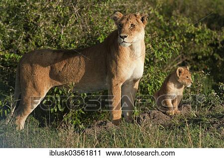 "Lioness (Panthera Leo) with her lion cub in the morning light, Massai Mara, Serengeti, Rift Valley province, Kenya, Africa" View Large Photo Image Stock Image - "Lioness (Panthera Leo) with her lion cub in the morning light, Massai Mara, Serengeti, Rift Valley province, Kenya, Africa". Fotosearch