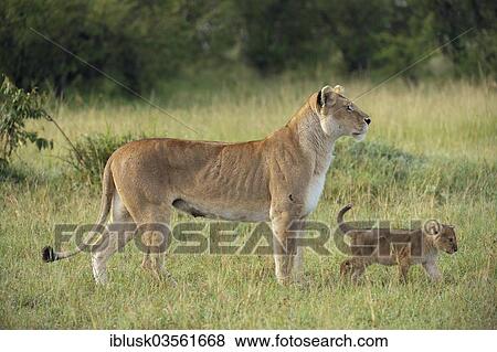 "Lioness (Panthera Leo) with her lion cub in the morning light, Massai Mara, Serengeti, Rift Valley province, Kenya, Africa" View Large Photo Image Stock Photo - "Lioness (Panthera Leo) with her lion cub in the morning light, Massai Mara, Serengeti, Rift Valley province, Kenya, Africa". Fotosearch