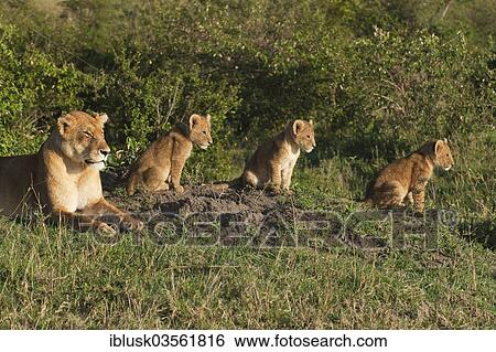 "Lioness (Panthera Leo) with her three lion cubs in the morning light, Massai Mara, Serengeti, Rift Valley province, Kenya, Africa" View Large Photo Image Stock Photograph - "Lioness (Panthera Leo) with her three lion cubs in the morning light, Massai Mara, Serengeti, Rift Valley province, Kenya, Africa". Fotosearch