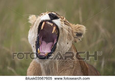 Stock Photography - "Lioness (Panthera Leo), yawning, Massai Mara, Serengeti, Rift Valley province, Kenya, Africa". Fotosearch