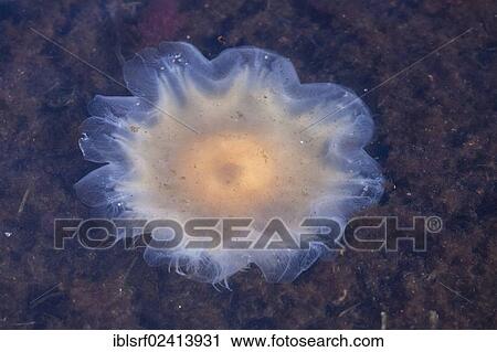 Lion's Mane Jellyfish (Cyanea capillata), Brodten, Schleswig-Holstein, Germany, Europe View Large Photo Image Stock Image - Lion's Mane Jellyfish (Cyanea capillata), Brodten, Schleswig-Holstein, Germany, Europe. Fotosearch