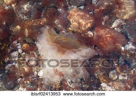 Lion's Mane Jellyfish (Cyanea capillata), Brodten, Schleswig-Holstein, Germany, Europe View Large Photo Image Stock Image - Lion's Mane Jellyfish (Cyanea capillata), Brodten, Schleswig-Holstein, Germany, Europe. Fotosearch