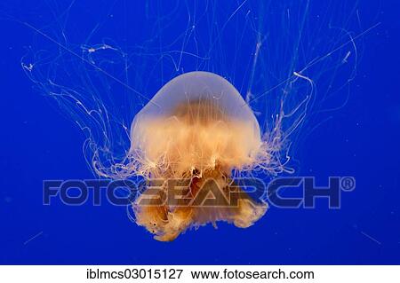 "Lion's mane jellyfish (Cyanea capillata), Monterey Bay Aquarium, monterey, California, United States, North America" View Large Photo Image Stock Photo - "Lion's mane jellyfish (Cyanea capillata), Monterey Bay Aquarium, monterey, California, United States, North America". Fotosearch