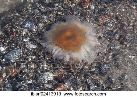 Stock Photo - Lion's Mane Jellyfish (Cyanea capillata), Brodten, Schleswig-Holstein, Germany, Europe. Fotosearch