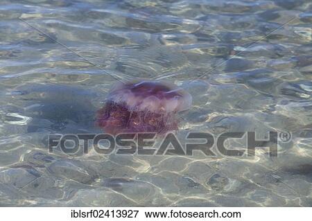 Stock Photo - Lion's Mane Jellyfish (Cyanea capillata), Brodten, Schleswig-Holstein, Germany, Europe. Fotosearch