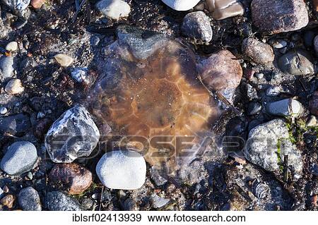 Stock Photo - Lion's Mane Jellyfish (Cyanea capillata), Brodten, Schleswig-Holstein, Germany, Europe. Fotosearch