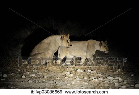 "Lions (Panthera leo) at play in the spotlight during a night safari near the Gemsbokvlakte waterhole, Etosha National Park, Namibia, Africa" View Large Photo Image Stock Photo - "Lions (Panthera leo) at play in the spotlight during a night safari near the Gemsbokvlakte waterhole, Etosha National Park, Namibia, Africa". Fotosearch