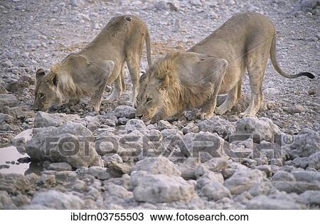 "Lions (Panthera leo) drinking, Etosha National Park, Namibia, Africa" View Large Photo Image Stock Image - "Lions (Panthera leo) drinking, Etosha National Park, Namibia, Africa". Fotosearch