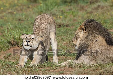 "Lions (Panthera leo), female and male, Kgalagadi Transfrontier Park, Northern Cape, South Africa, Africa" View Large Photo Image Stock Photo - "Lions (Panthera leo), female and male, Kgalagadi Transfrontier Park, Northern Cape, South Africa, Africa". Fotosearch
