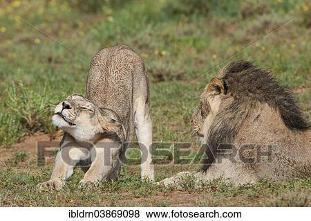 "Lions (Panthera leo), female and male, Kgalagadi Transfrontier Park, Northern Cape, South Africa, Africa" View Large Photo Image Stock Photo - "Lions (Panthera leo), female and male, Kgalagadi Transfrontier Park, Northern Cape, South Africa, Africa". Fotosearch