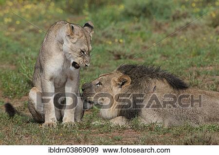 "Lions (Panthera leo), female and male, Kgalagadi Transfrontier Park, Northern Cape, South Africa, Africa" View Large Photo Image Stock Photo - "Lions (Panthera leo), female and male, Kgalagadi Transfrontier Park, Northern Cape, South Africa, Africa". Fotosearch