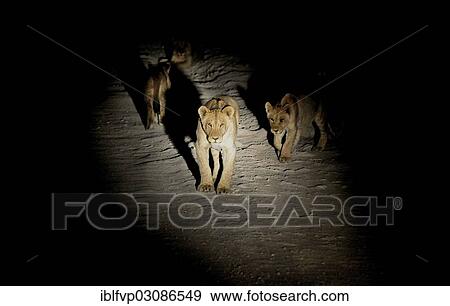 Stock Photo - "Lions (Panthera leo) in the spotlight during a night safari near the Gemsbokvlakte waterhole, Etosha National Park, Namibia, Africa". Fotosearch
