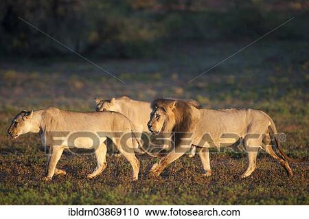 Stock Image - "Lions (Panthera leo), Kgalagadi Transfrontier Park, Northern Cape, South Africa, Africa". Fotosearch