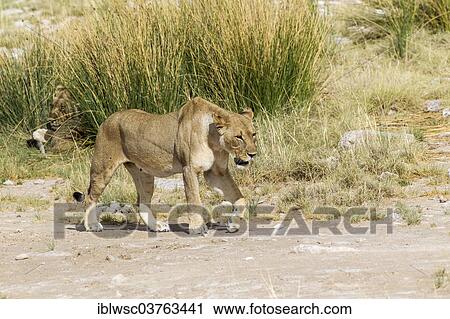 "Lions (Panthera leo), lioness with another lying concealed in the grass, Etosha National Park, Namibia, Africa" View Large Photo Image Stock Image - "Lions (Panthera leo), lioness with another lying concealed in the grass, Etosha National Park, Namibia, Africa". Fotosearch