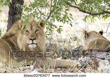 "Lions (Panthera leo), male and female under a tree, Etosha National Park, Namibia, Africa" View Large Photo Image Stock Photo - "Lions (Panthera leo), male and female under a tree, Etosha National Park, Namibia, Africa". Fotosearch