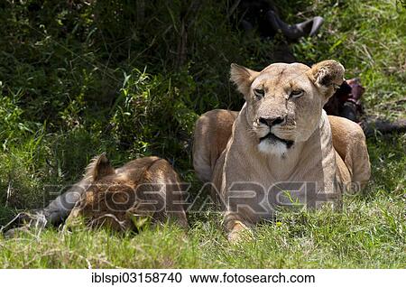 "Lions (Panthera leo), Masai Mara, Rift Valley Province, Kenya, Africa" View Large Photo Image Stock Image - "Lions (Panthera leo), Masai Mara, Rift Valley Province, Kenya, Africa". Fotosearch