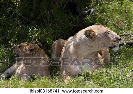 Stock Image - "Lions (Panthera leo), Masai Mara, Rift Valley Province, Kenya, Africa". Fotosearch