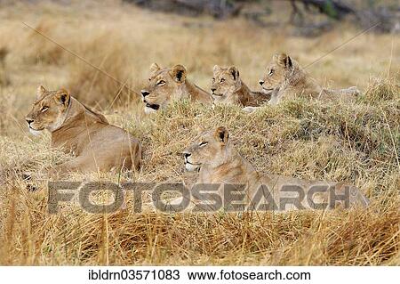 Stock Image - "Lions (Panthera leo), North Bridge Camp, Moremi Game Reserve, Botswana, Africa". Fotosearch