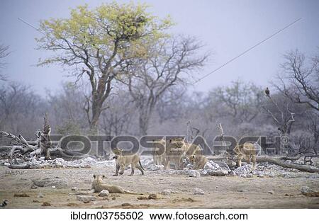 "Lions (Panthera leo), pride of lions at a waterhole, Etosha National Park, Namibia, Africa" View Large Photo Image Stock Image - "Lions (Panthera leo), pride of lions at a waterhole, Etosha National Park, Namibia, Africa". Fotosearch