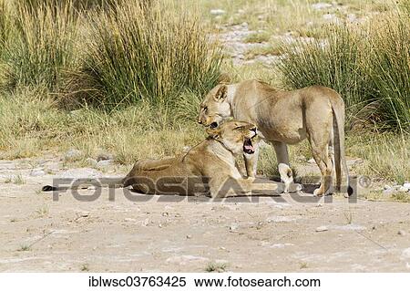 "Lions (Panthera leo), two lionesses with another lying concealed in the grass, Etosha National Park, Namibia, Africa" View Large Photo Image Stock Photography - "Lions (Panthera leo), two lionesses with another lying concealed in the grass, Etosha National Park, Namibia, Africa". Fotosearch