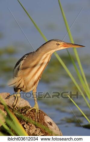 "Little Bittern (Ixobrychus minutus), female, Central Macedonia, Greece, Europe" View Large Photo Image Picture - "Little Bittern (Ixobrychus minutus), female, Central Macedonia, Greece, Europe". Fotosearch