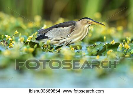 Picture - "Little Bittern (Ixobrychus minutus), Ruse, North Bulgaria, Bulgaria, Europe". Fotosearch
