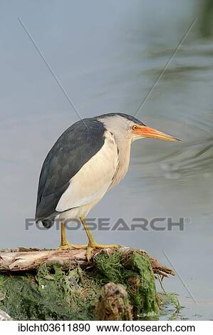 "Little Bittern (Ixobrychus minutus), male, Central Macedonia, Greece, Europe" View Large Photo Image Stock Image - "Little Bittern (Ixobrychus minutus), male, Central Macedonia, Greece, Europe". Fotosearch