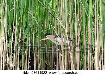 "Little Bittern (Ixobrychus minutus), male in reeds, Central Macedonia, Greece, Europe" View Large Photo Image Stock Image - "Little Bittern (Ixobrychus minutus), male in reeds, Central Macedonia, Greece, Europe". Fotosearch