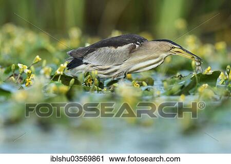 "Little Bittern (Ixobrychus minutus) eating a frog, Ruse, North Bulgaria, Bulgaria, Europe" View Large Photo Image Stock Image - "Little Bittern (Ixobrychus minutus) eating a frog, Ruse, North Bulgaria, Bulgaria, Europe". Fotosearch