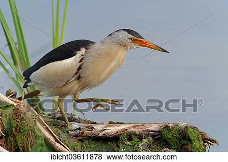 "Little Bittern (Ixobrychus minutus), male, Central Macedonia, Greece, Europe" View Large Photo Image Stock Photo - "Little Bittern (Ixobrychus minutus), male, Central Macedonia, Greece, Europe". Fotosearch