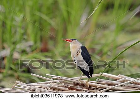 Stock Photo - "Little Bittern (Ixobrychus minutus), male, Central Macedonia, Greece, Europe". Fotosearch