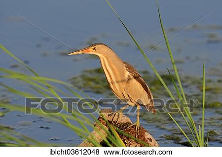 Stock Photo - "Little Bittern (Ixobrychus minutus), female, Central Macedonia, Greece, Europe". Fotosearch