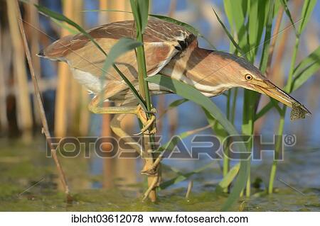 Stock Photo - "Little Bittern (Ixobrychus minutus), female with prey, Central Macedonia, Greece, Europe". Fotosearch