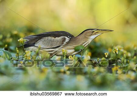 Stock Photo - "Little Bittern (Ixobrychus minutus), Ruse, North Bulgaria, Bulgaria, Europe". Fotosearch