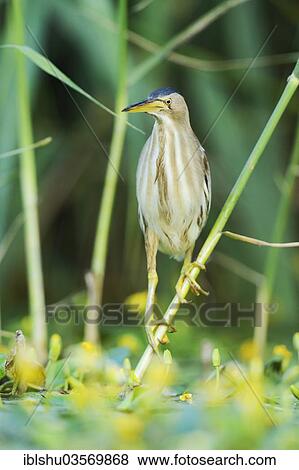 "Little Bittern (Ixobrychus minutus) perched on a bulrush, Ruse, North Bulgaria, Bulgaria, Europe" View Large Photo Image Stock Photo - "Little Bittern (Ixobrychus minutus) perched on a bulrush, Ruse, North Bulgaria, Bulgaria, Europe". Fotosearch