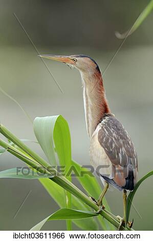 Stock Photograph - "Little Bittern (Ixobrychus minutus), female, Central Macedonia, Greece, Europe". Fotosearch