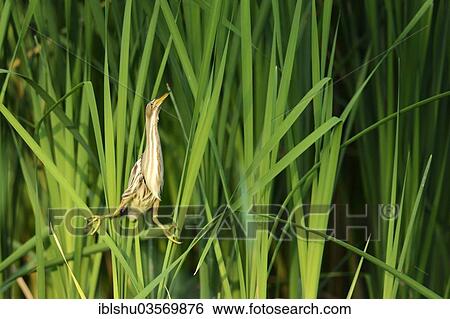 Stock Photograph - "Little Bittern (Ixobrychus minutus) perched in the reeds, Ruse, North Bulgaria, Bulgaria, Europe". Fotosearch