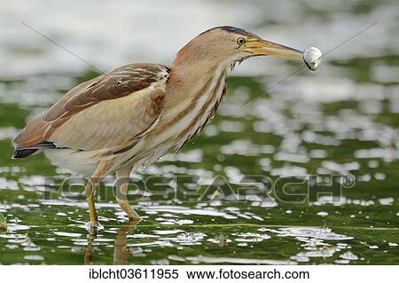 "Little Bittern (Ixobrychus minutus), female with fish prey, Central Macedonia, Greece, Europe" View Large Photo Image Stock Photography - "Little Bittern (Ixobrychus minutus), female with fish prey, Central Macedonia, Greece, Europe". Fotosearch
