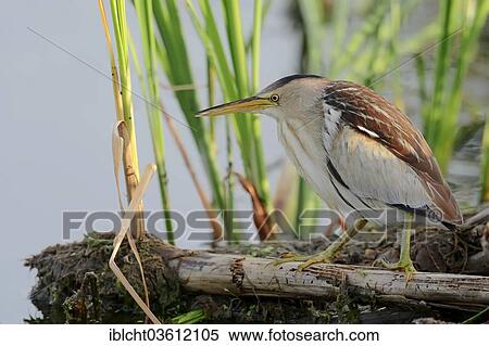 "Little Bittern (Ixobrychus minutus), female, Central Macedonia, Greece, Europe" View Large Photo Image Stock Photography - "Little Bittern (Ixobrychus minutus), female, Central Macedonia, Greece, Europe". Fotosearch
