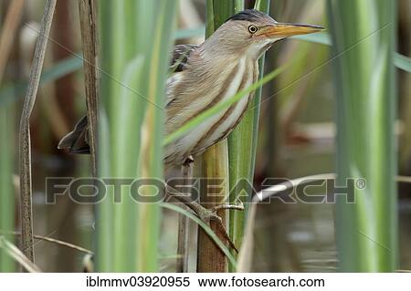 "Little Bittern (Ixobrychus minutus), female in its natural habitat, Kuhnauer See lake, Saxony-Anhalt, Germany, Europe" View Large Photo Image Stock Photography - "Little Bittern (Ixobrychus minutus), female in its natural habitat, Kuhnauer See lake, Saxony-Anhalt, Germany, Europe". Fotosearch