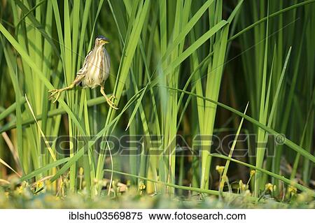 Stock Photography - "Little Bittern (Ixobrychus minutus) perched in the reeds, Ruse, North Bulgaria, Bulgaria, Europe". Fotosearch