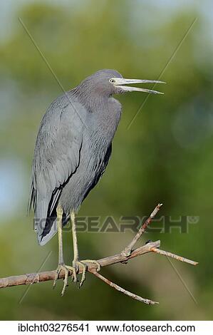 "Little Blue Heron (Egretta caerulea), Sanibel Island, Florida, United States, North America" View Large Photo Image Stock Image - "Little Blue Heron (Egretta caerulea), Sanibel Island, Florida, United States, North America". Fotosearch