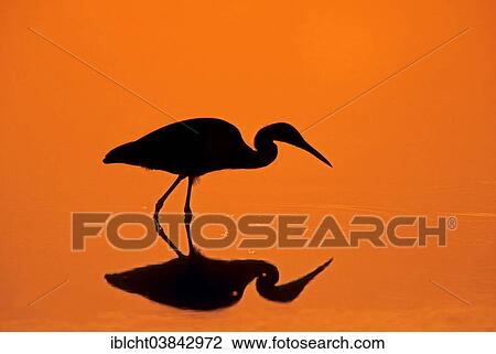 "Little Blue Heron (Egretta caerulea) at sunset, Everglades National Park, Florida, USA" View Large Photo Image Stock Image - "Little Blue Heron (Egretta caerulea) at sunset, Everglades National Park, Florida, USA". Fotosearch