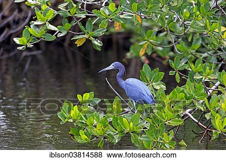 "Little Blue Heron (Egretta caerulea), adult, perch, Venice Rookery, Venice, Florida, United States, North America" View Large Photo Image Stock Photo - "Little Blue Heron (Egretta caerulea), adult, perch, Venice Rookery, Venice, Florida, United States, North America". Fotosearch