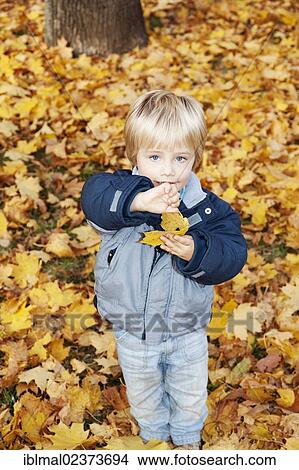 "Little boy, three years, holding an autumn leaf" View Large Photo Image Picture - "Little boy, three years, holding an autumn leaf". Fotosearch