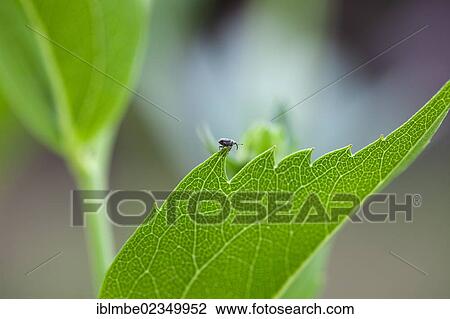 Little bug on a large green leaf View Large Photo Image Stock Image - Little bug on a large green leaf. Fotosearch